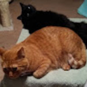 Meet your Posher, Annette